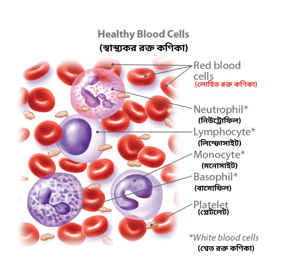 Blood cell in Bangla