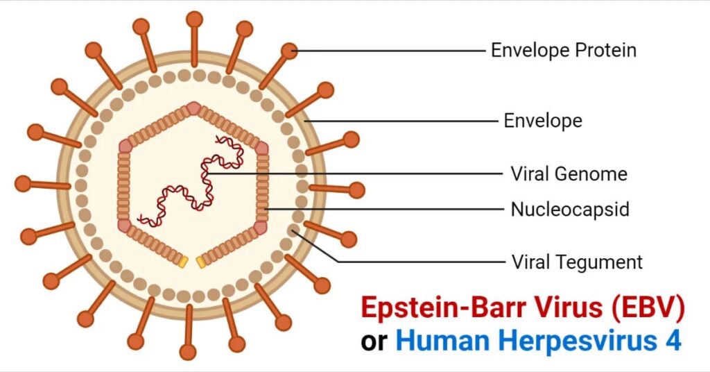 blood cancer ebv pic